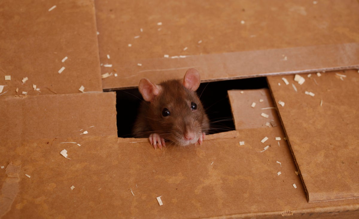 How to Get Rid of Rats that Live in Your Car - Pest Detective