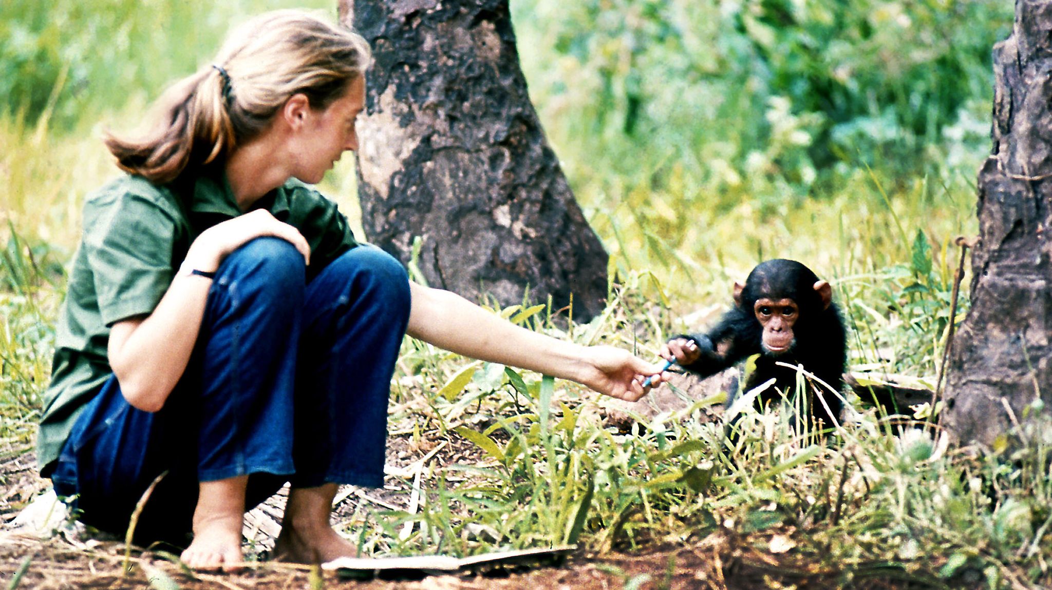young researcher jane goodall with baby chimpanzee flint at gombe stream reasearch center in tanzania