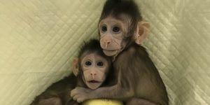 cloned-monkeys.jpg
