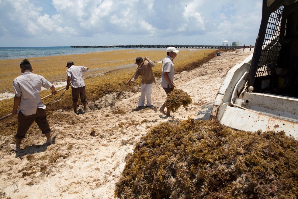 Arbeiders verwijderen met behulp van hooivorken en een tractor sargassum van een strand in Playa del Carmen Sinds 2011 bedekt het zeewier de stranden van het Mexicaanse schiereiland Yucatn