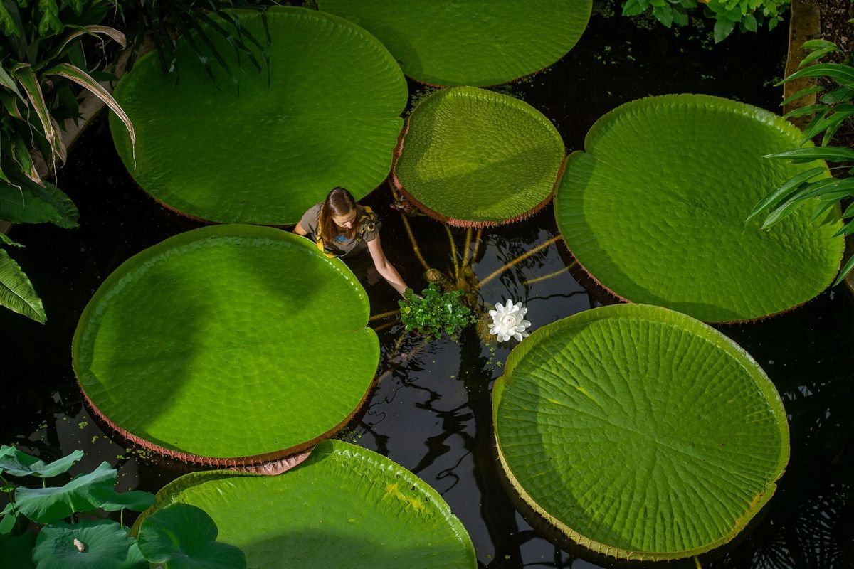 Hoofdtuinier Petra Putova van de botanische tuin van Liberec in Tsjechi toont de kleinste waterlelie ter wereld Nymphaea thermarum naast de grootste de reusachtige waterlelie uit het Amazonegebied Victoria amazonica