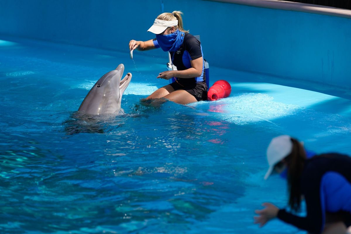 Een trainer voert in augustus 2020 een dolfijn in het The Mirage Secret Garden and Dolphin Habitat in Las Vegas