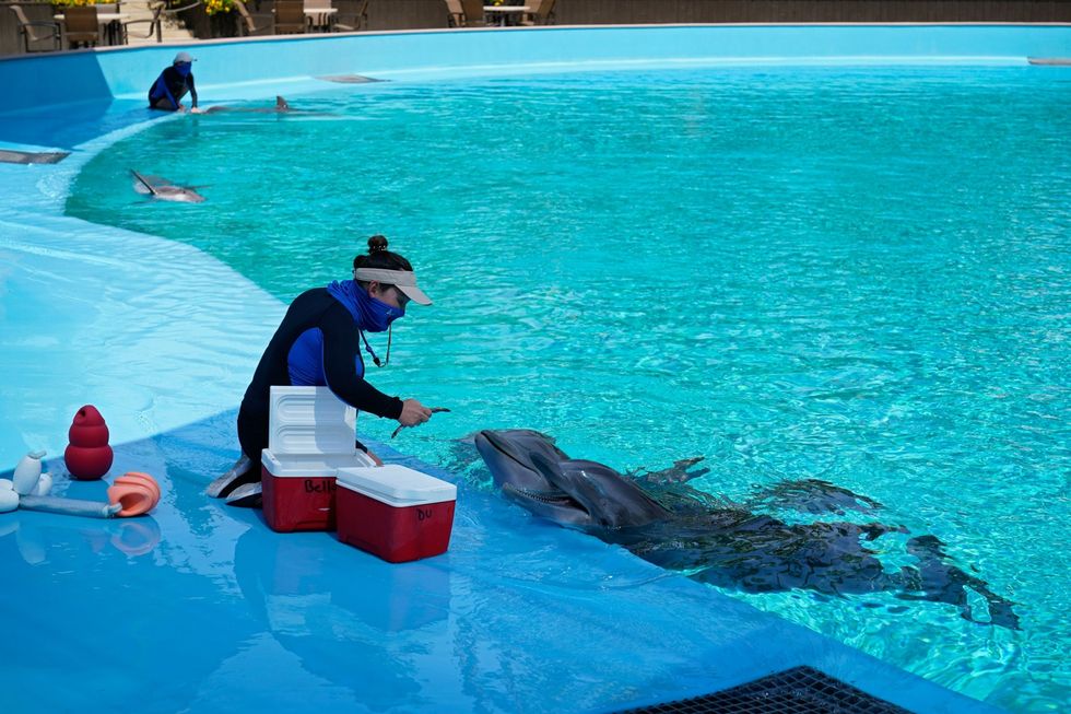 Volgens The Mirage zorgen zonneschermen palmbomen en gebouwen in de buurt voor voldoende schaduw voor de dolfijnen