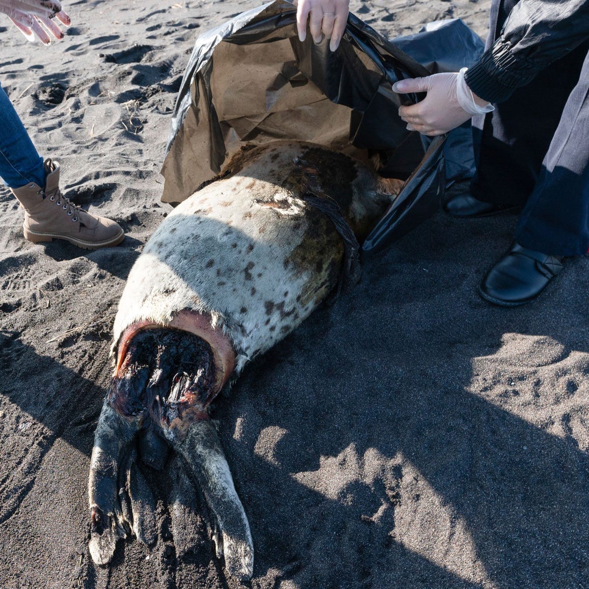 Een dode Larghazeehond ligt op het strand van Chalaktyrski in het Verre Oosten van Rusland waar ook bergen dode zeeegels zeesterren en andere organismen die op de bodem van de zee leven zijn aangespoeld