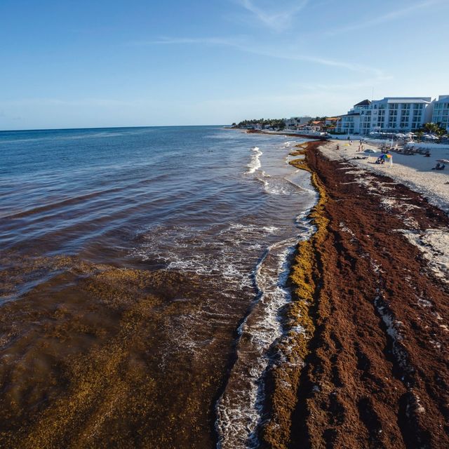 Het strand bij Fundadores Park in de Mexicaanse regio Playa del Carmen is op 4 juli 2021 bedekt met een dikke laag rottend zeewier De macroalg sargassum spoelt elke lente en zomer aan op Caribische stranden wat leidt tot ecologische problemen en schade aan de toeristenindustrie