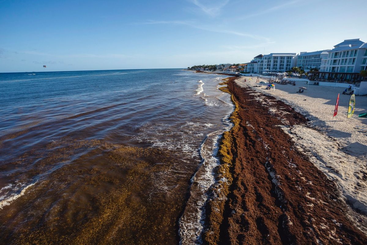 Het strand bij Fundadores Park in de Mexicaanse regio Playa del Carmen is op 4 juli 2021 bedekt met een dikke laag rottend zeewier De macroalg sargassum spoelt elke lente en zomer aan op Caribische stranden wat leidt tot ecologische problemen en schade aan de toeristenindustrie