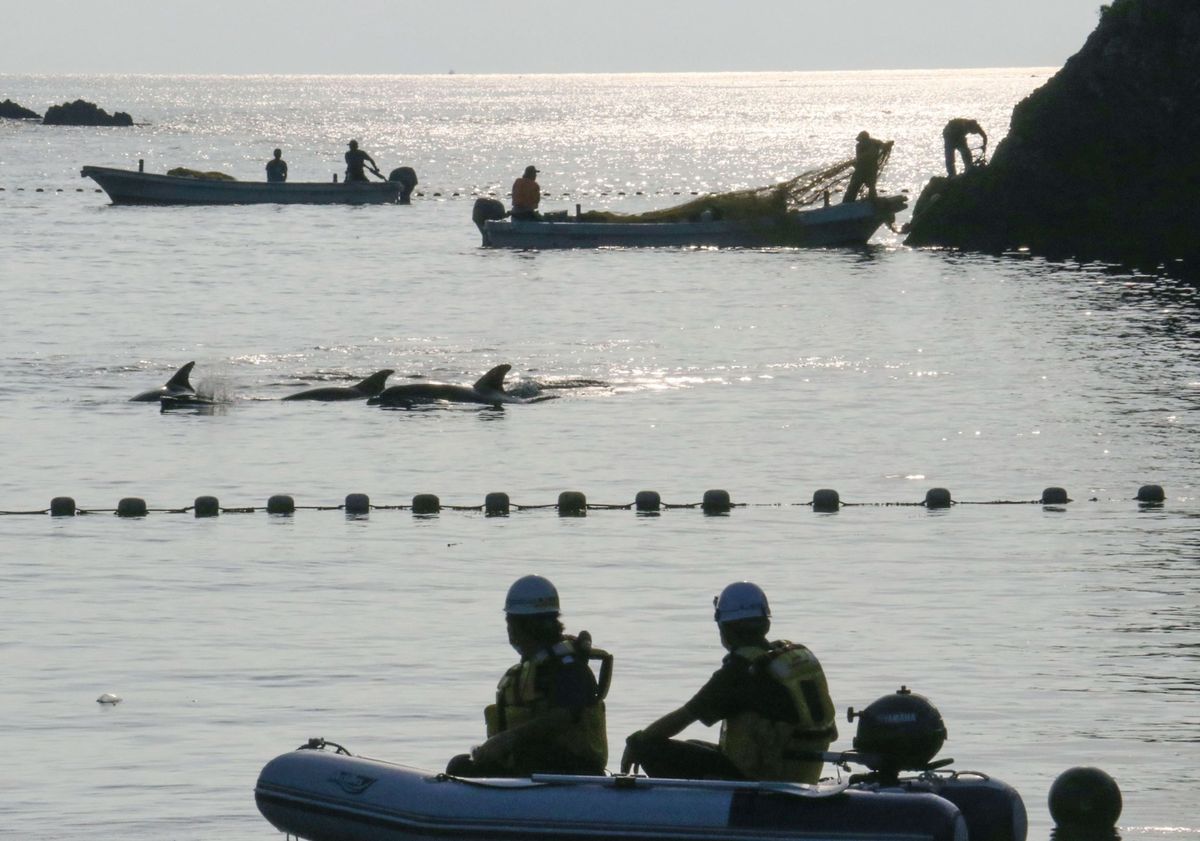 Tuimelaars die op de eerste dag van de beruchte drijfjacht bij Taiji zijn gevangen worden in de baai vastgehouden terwijl vissers hun netten rangschikken Leden van de kustwacht met helmen op kijken toe