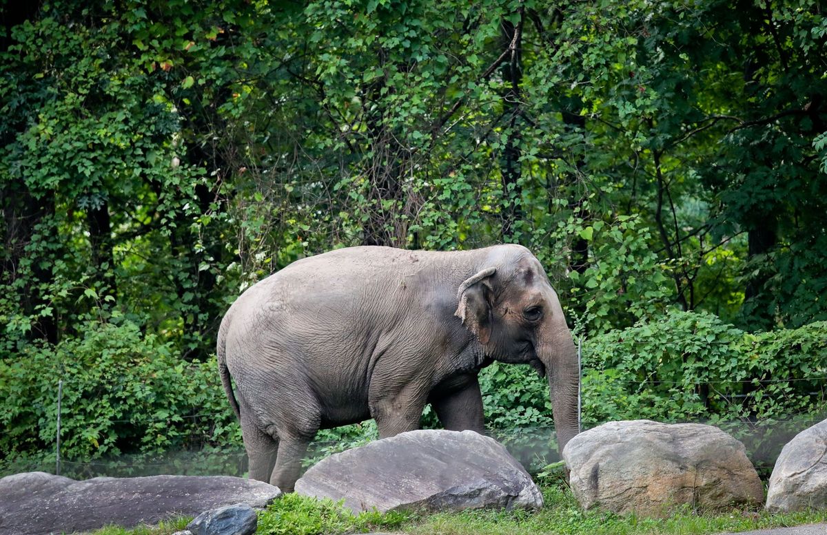 Het jongste verzoek om Happy een olifant in de Bronx Zoo als rechtspersoon te erkennen en haar het recht op vrijheid te gunnen is door een rechtbank afgewezen