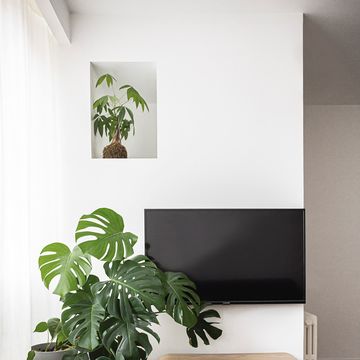 salón de estilo minimalista con sofá verde y planta monstera