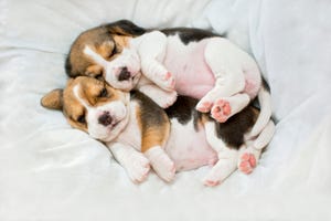 consejos y cuidados para bienestar y salud de mascotas cachorros perro