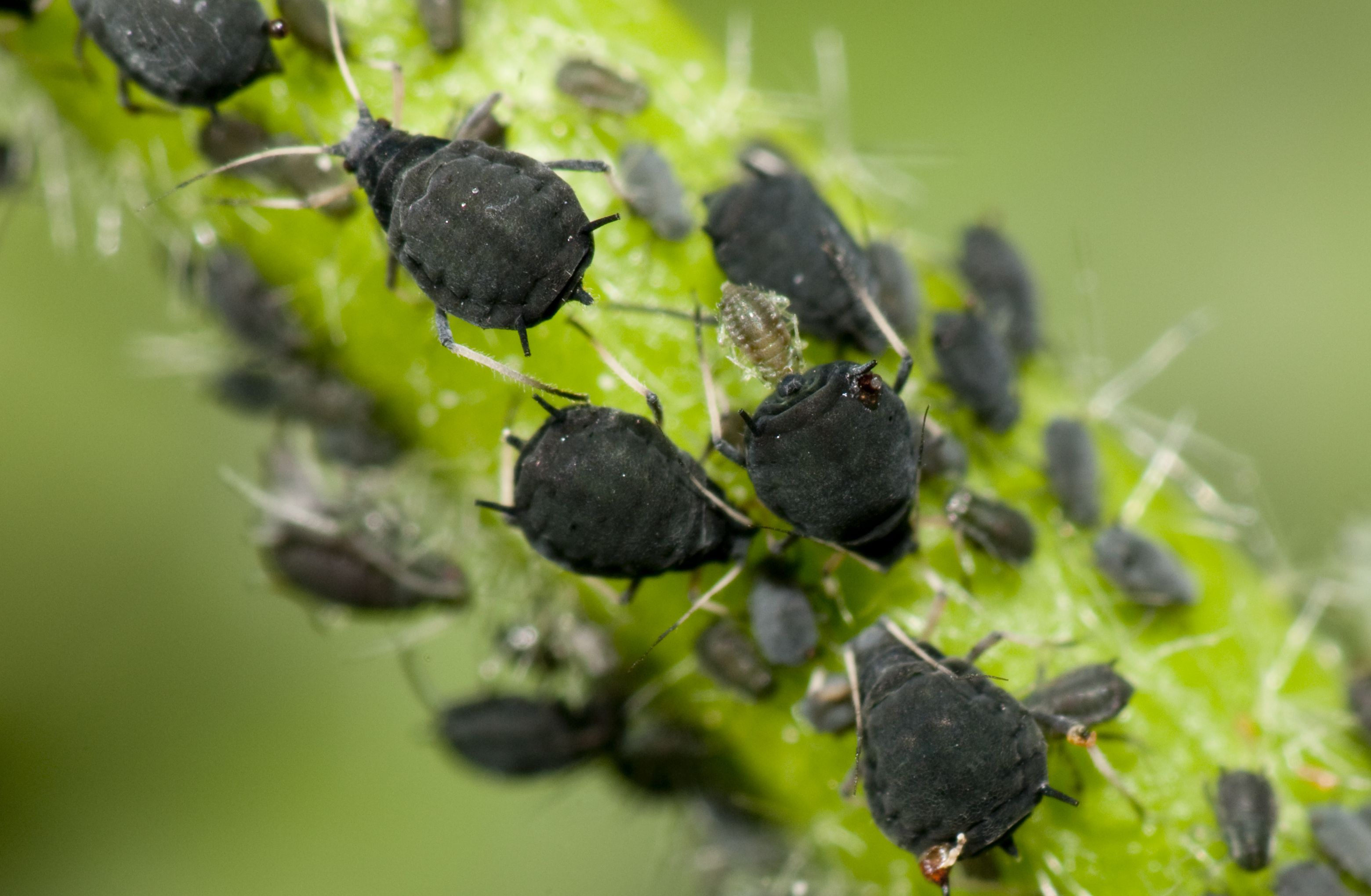 Bugs In House From Christmas Tree at Paul Bradley blog