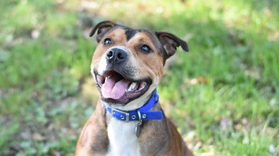 Battersea Dogs & Cats Home dog for adoption