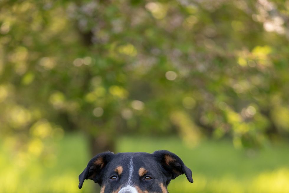 appenzeller mountain dog sitting in the grass outdoors