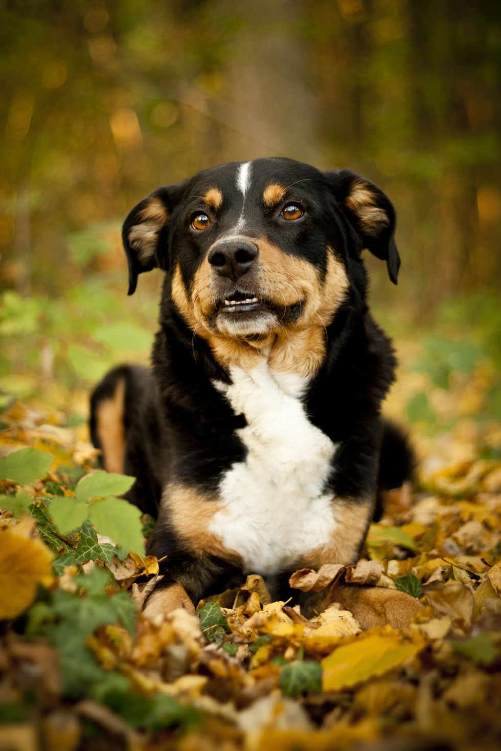 appenzeller sennenhund - mejores perros guardianes