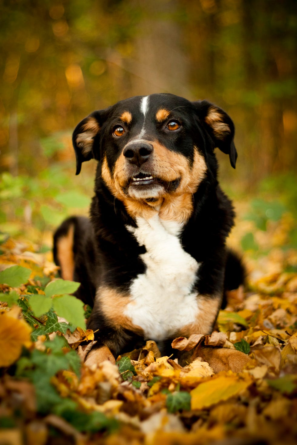 appenzeller sennenhund - best guard dogs