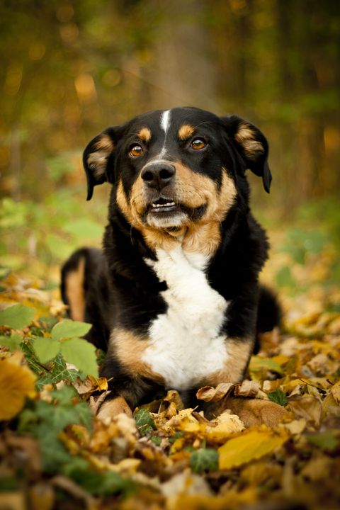appenzeller sennenhund - best guard dogs
