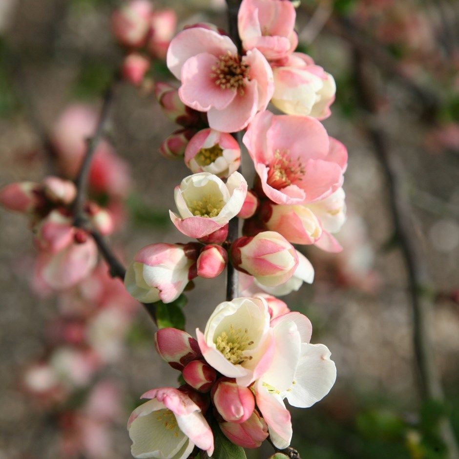 spring flowers – apple blossom