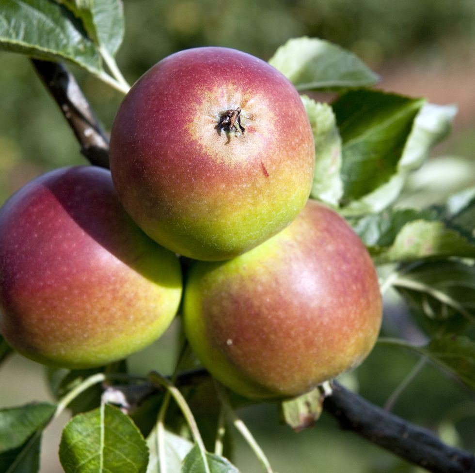 Ontario Apple Varieties - Types of Apples - OAG