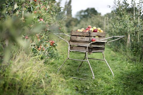 apple farms honey pot hill orchards