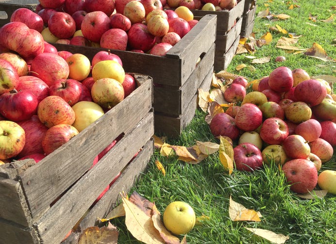 Apple Picking Guide: 7 Tips for Harvesting Apples