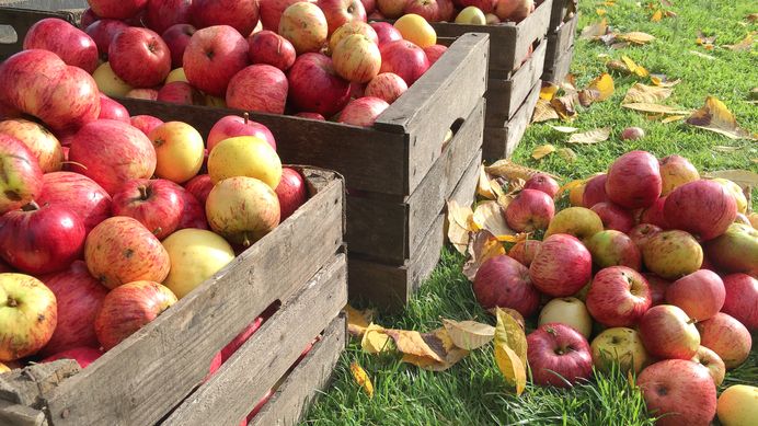 fall apple picking