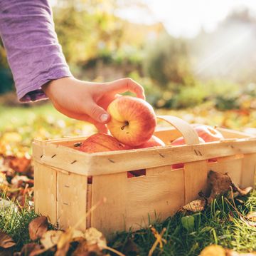 apples at harvest apples in basket in garden
