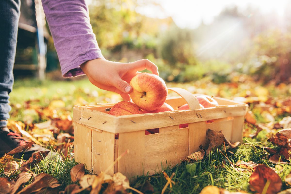 apples at harvest apples in basket in garden