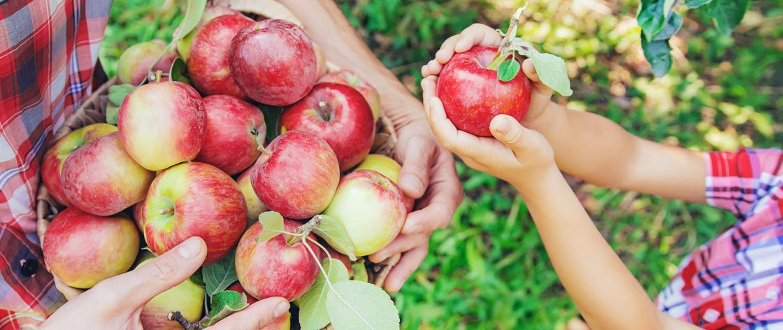 20 Best Apple Picking at Farms and Orchards Across the U.S.