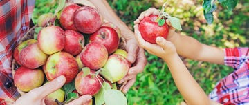 apple picking