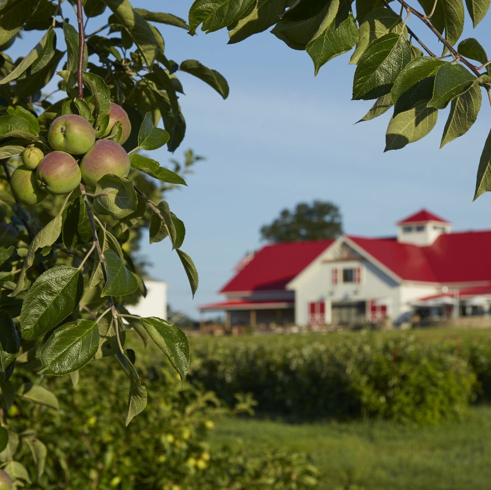 close up of apples on tree with red roofed farm building in background