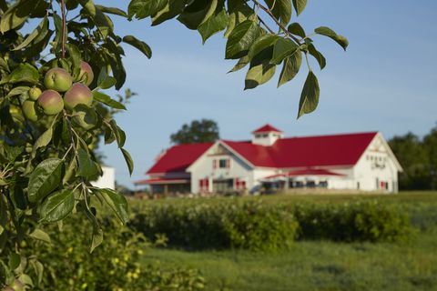 close up of apples on tree with red roofed farm building in background