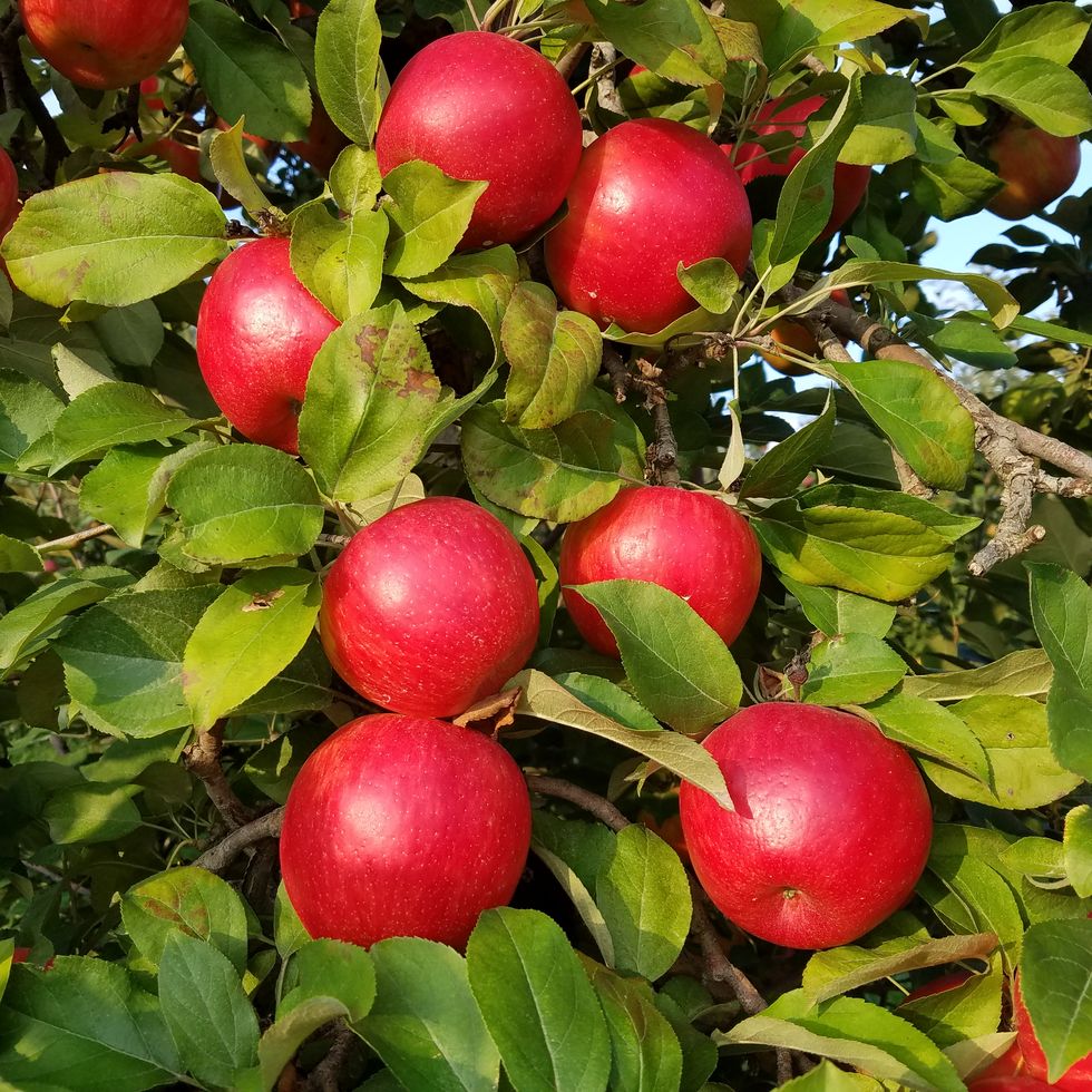 Ida Red Apples - Apple Holler