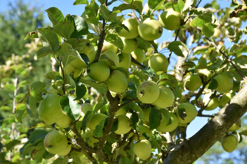 apples growing in a national trust orchard