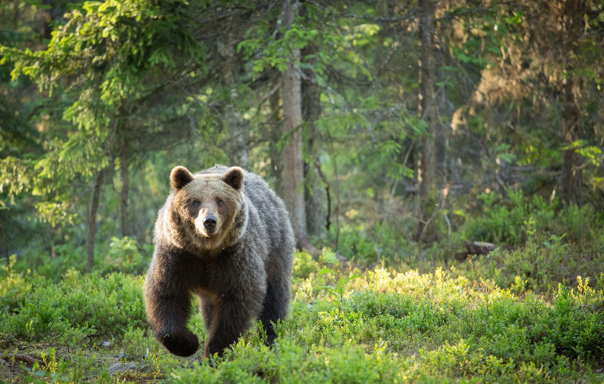 Bear Attacks While Running - How to Handle Wild Animal Encounters