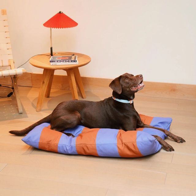 The 12 Best Luxury Dog Beds of 2024