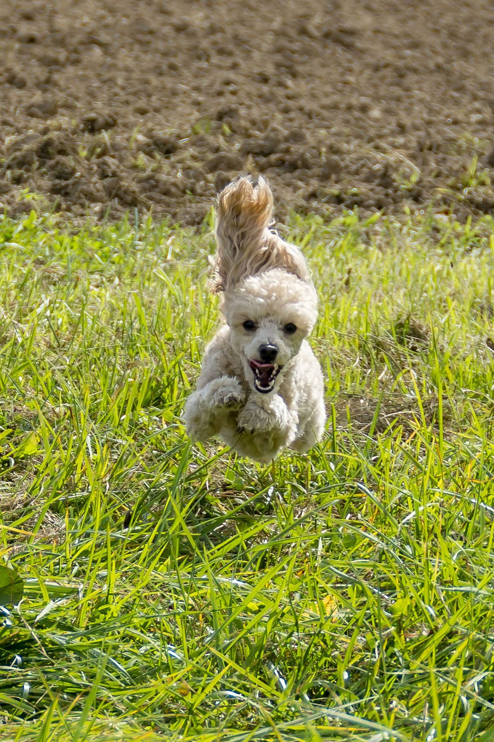 Apricot colored toy Poodle running in a field with ears flopping in Kentucky USA