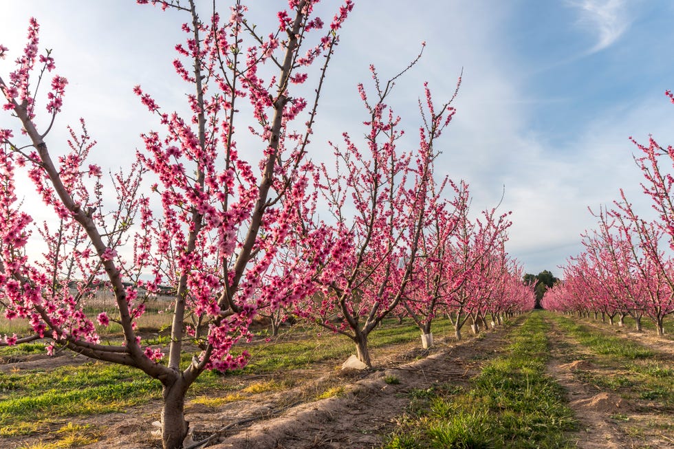 apricot tree orchard
