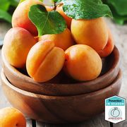 are apricots healthy