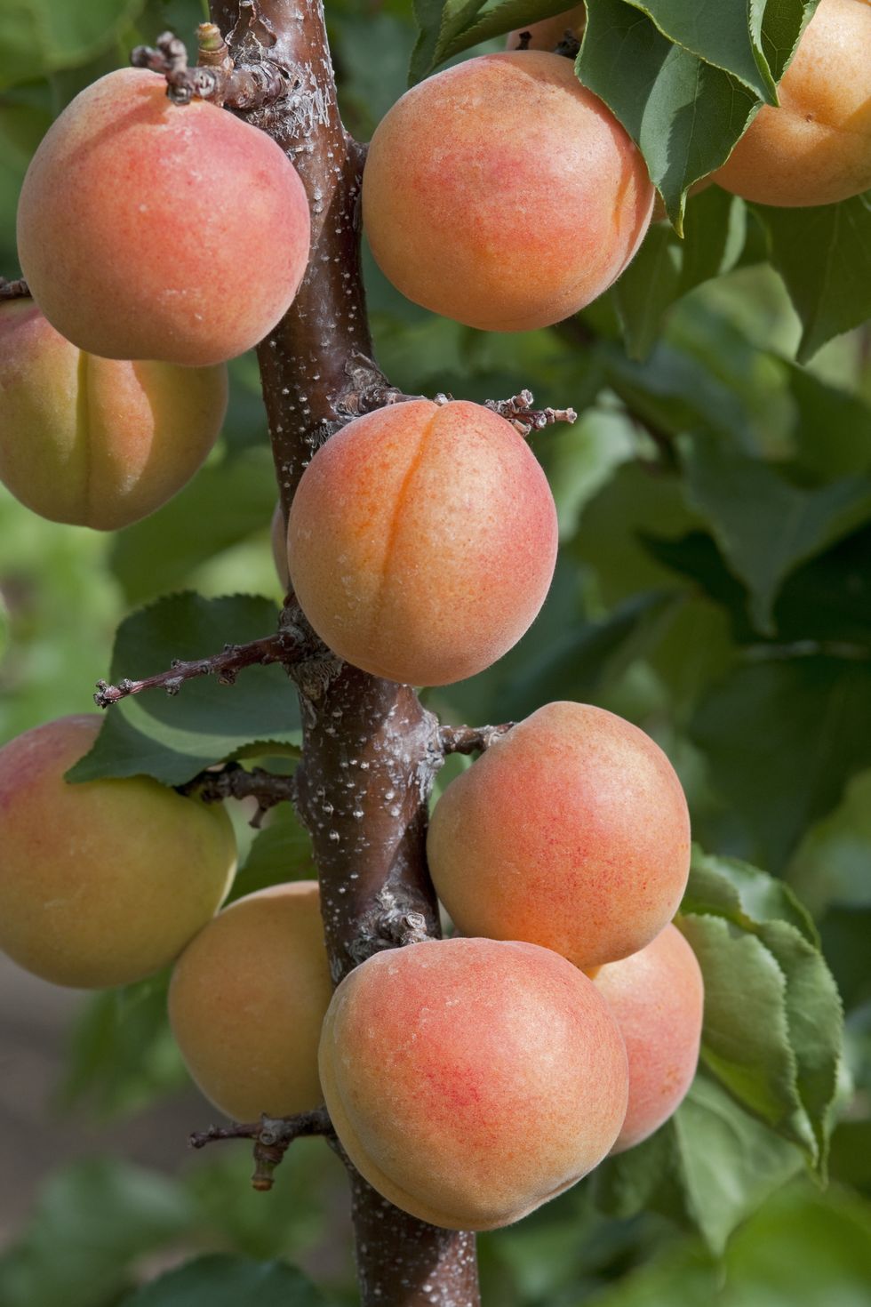 apricots fruit on tree
