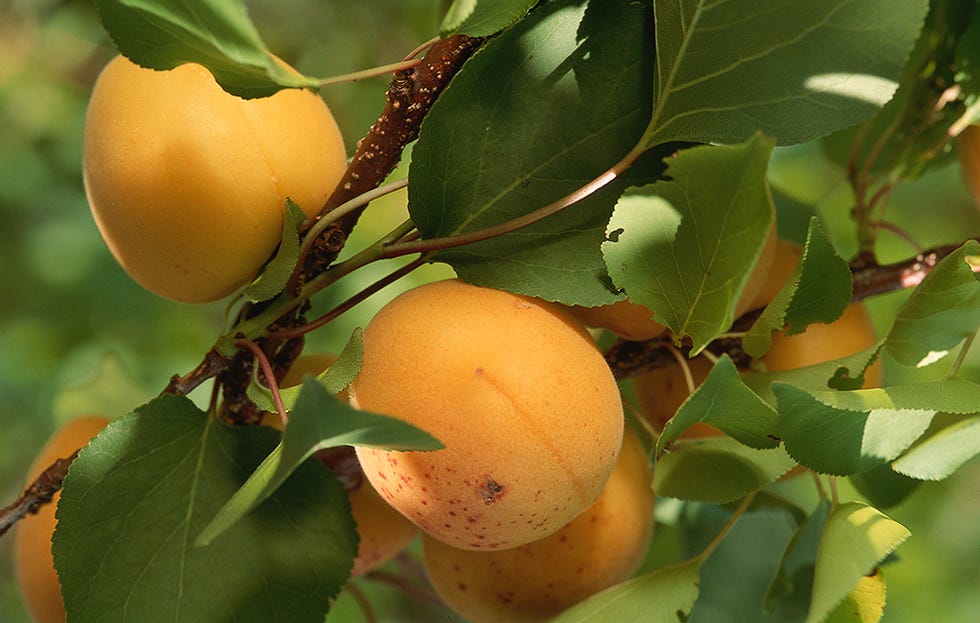 apricots in tree