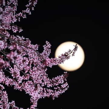 almost full moon behind blossoming tree