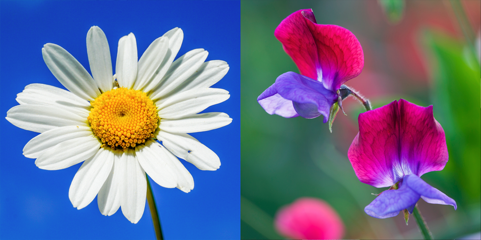 april daisy and sweet pea
