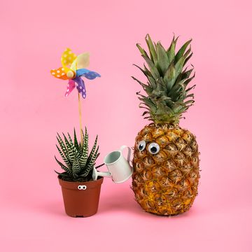 pineapple watering a plant