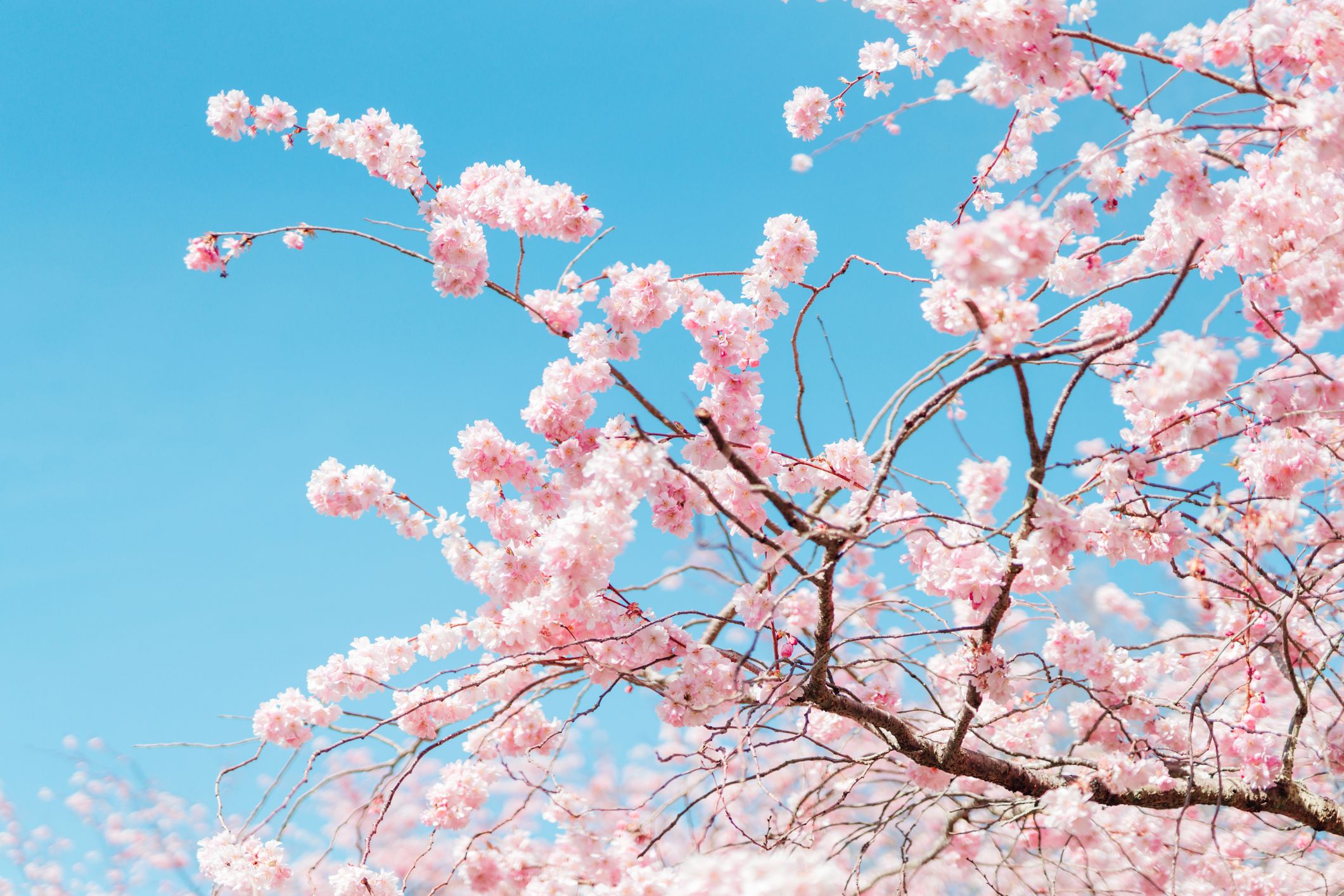 Peach Blossom Day 2022: Five Things To Know About the Beautiful March 3  Celebrations