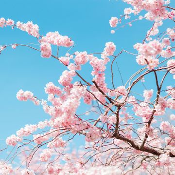 close up shut of cherry blossom under clear blue sky in spring cherry blossoms in nara prefecture, japan