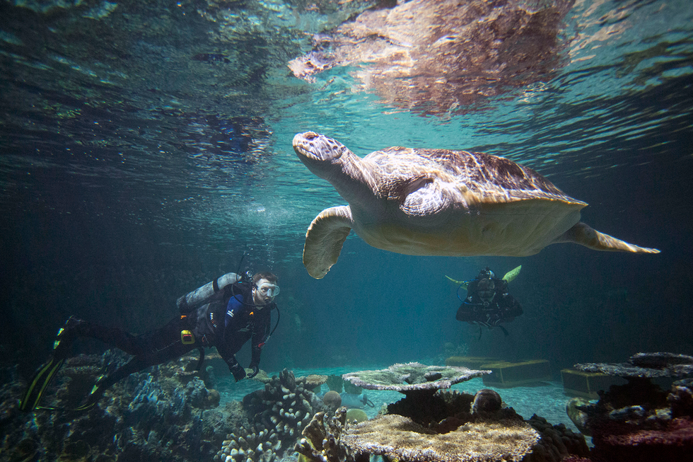 Sea turtle, Green sea turtle, Hawksbill sea turtle, Turtle, Underwater, Loggerhead sea turtle, Tortoise, Water, Olive ridley sea turtle, Kemp's ridley sea turtle, 