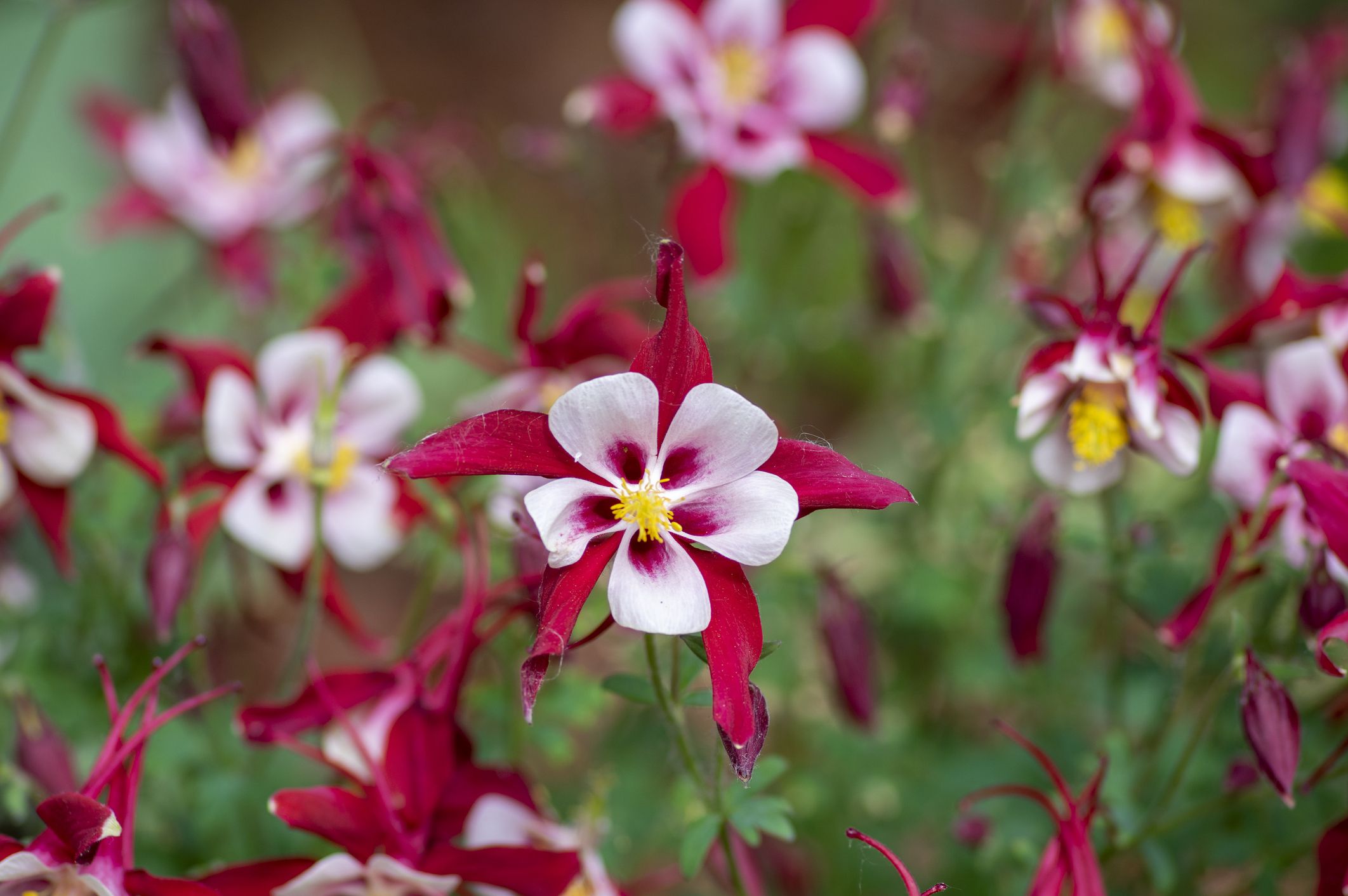 30 Best Perennial Plants And Flowers To Grow