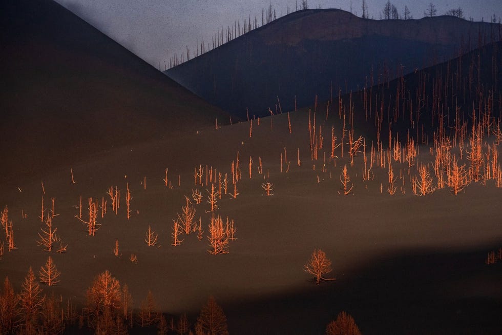 https://i.natgeofe.com/n/48eb82e4-27aa-497c-ae2a-39c914321687/AR-volcano076.jpg In sommige delen van La Palma zorgen de gassen die tijdens de uitbarsting van de Cumbre Vieja zijn vrijgekomen voor zure regen Veel vegetatie zoals deze dennenbomen is daardoor verbrand Uit Dramatische fotos tonen de voortdurende uitbarsting van de vulkaan van La Palma november 2021