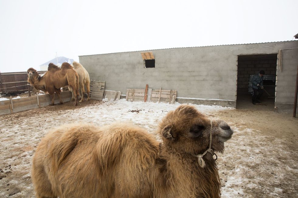 De lokale bevolking verdiende lange tijd de kost met het houden van kamelen vooral nadat de visserij terugliep