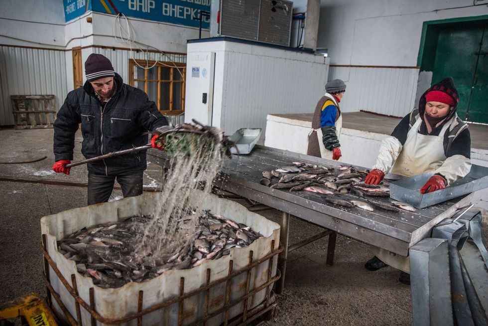 Arbeiders verwerken vis in een fabriek in Aral in Kazachstan